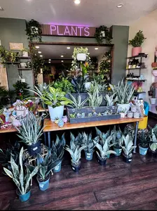 Thistle and Horn Plant Boutique in Hamilton Missouri