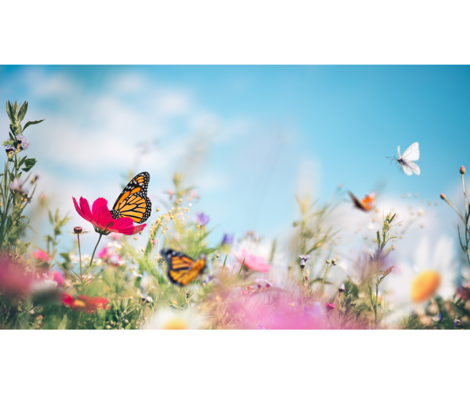 highway 13 butterfly trail image highway 13 butterfly trail image