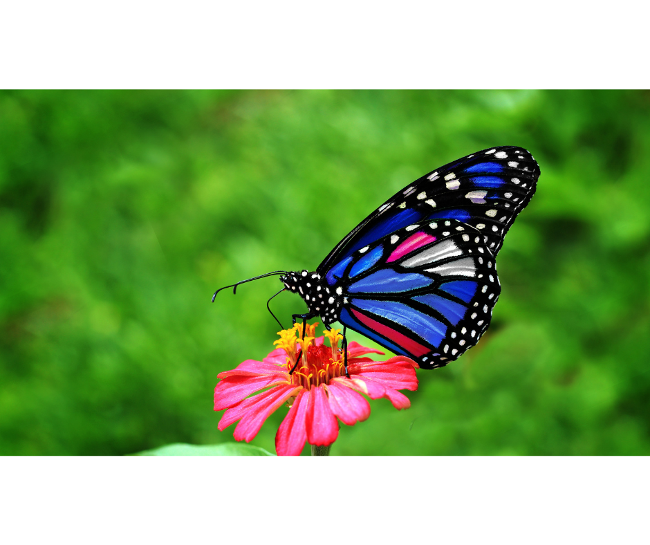 beautiful butterfly beautiful butterfly