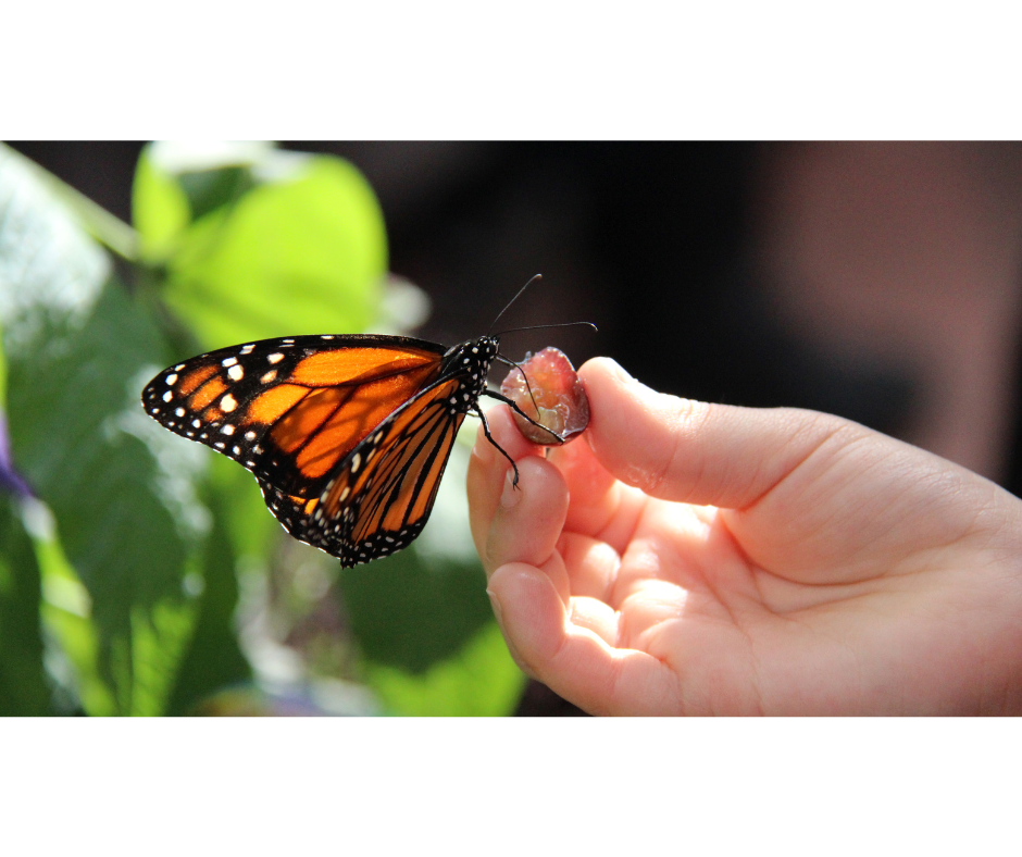 feeding a monarch butterfly feeding a monarch butterfly