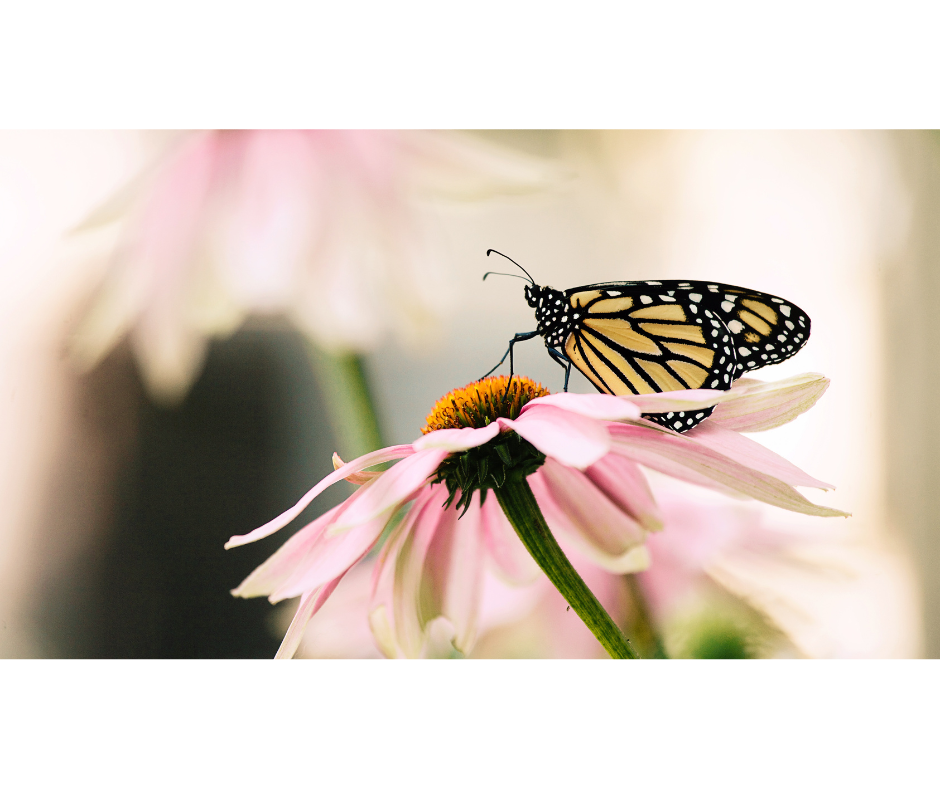 flowers and butterflies flowers and butterflies