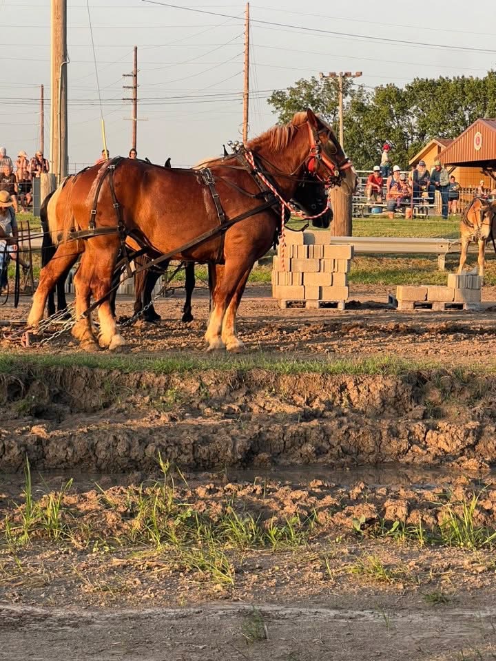 Horses at the Northwest Missouri Steam and Gas Engine Show in Hamilton Missouri