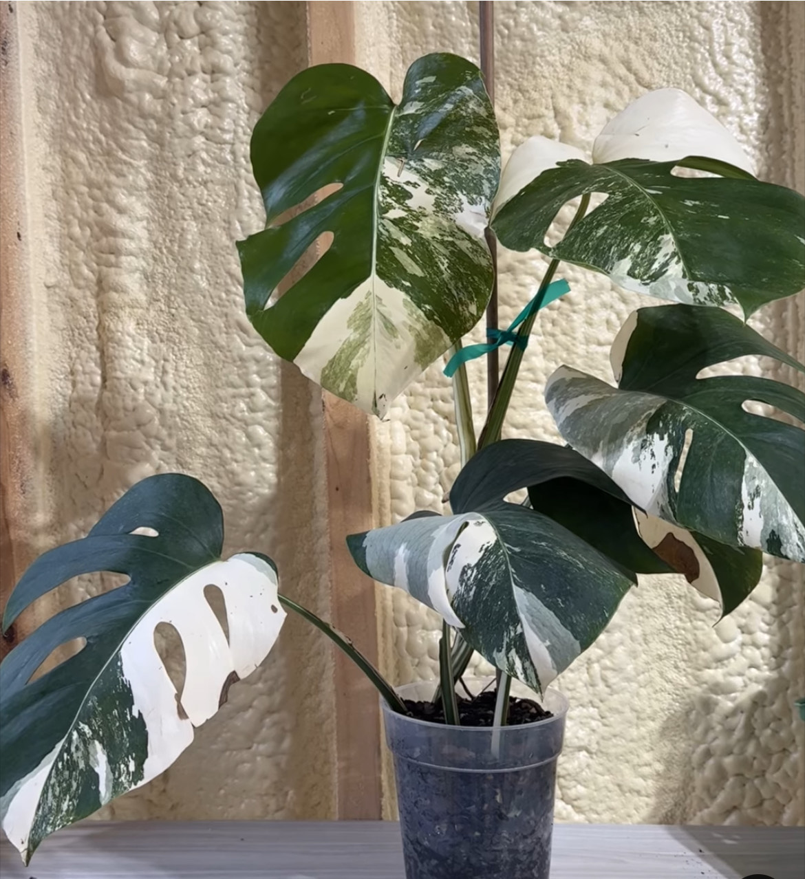 unique plants at Thistle and Horn Plant boutique in Hamilton Missouri unique plants at Thistle and Horn Plant boutique in Hamilton Missouri