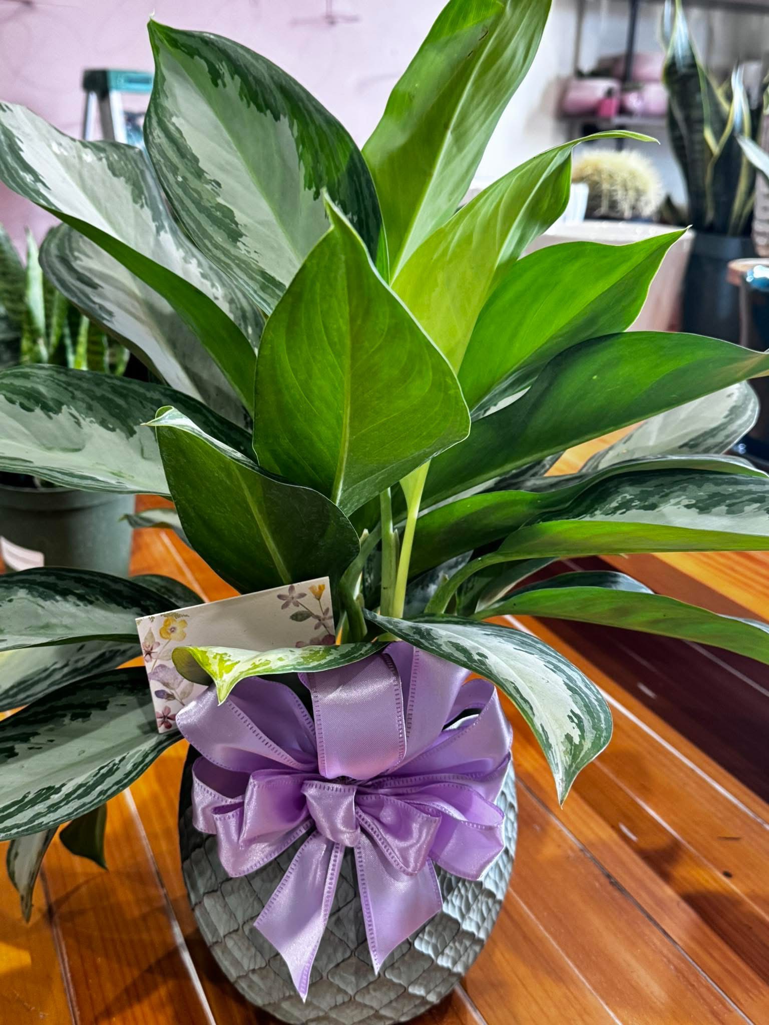 plants for gifts at Thistle and Horn Plant Boutique in Hamilton Missouri plants for gifts at Thistle and Horn Plant Boutique in Hamilton Missouri