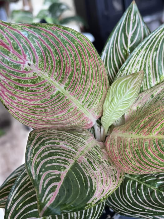 unique plants at Thistle and Horn Plant boutique in Hamilton Missouri unique plants at Thistle and Horn Plant boutique in Hamilton Missouri