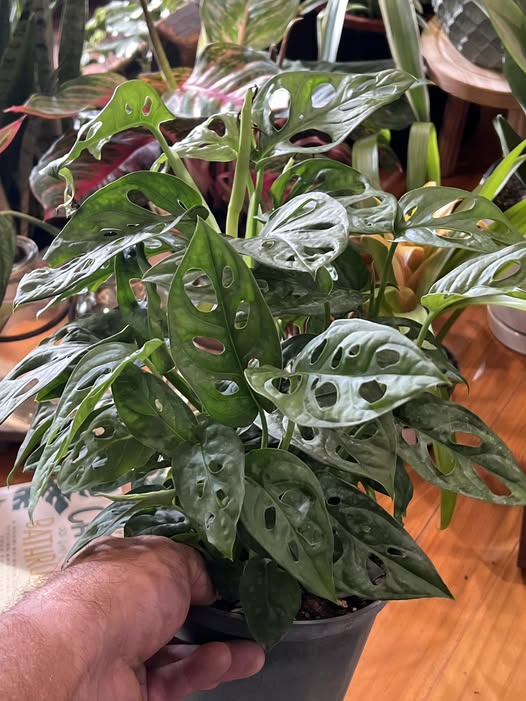 rare plants at Thistle and Horn in Hamilton Missouri rare plants at Thistle and Horn in Hamilton Missouri