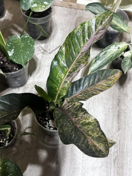 plants from Thistle and Horn in Hamilton Missouri plants from Thistle and Horn in Hamilton Missouri